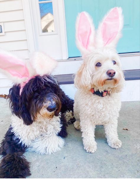 Preppy Easter Pfp, Preppy Animals, Preppy Easter, Easter Dogs, Aesthetic Animals, Hedgehog Animal, Flower Season, Easter Board, Preppy Spring