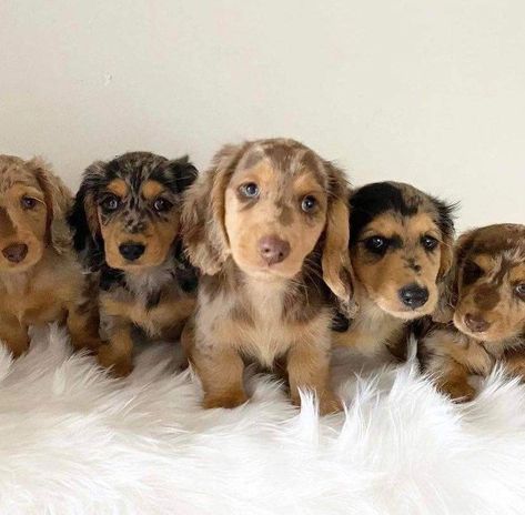 Dutchhounds Puppy, Dash Hound Dogs, Miniature Dash Hound, Miniture Duchound, Dutchhounds Dog, Mini Dauchsands Long Hair, Mini Dash Hound, Mini Dushshund, Minature Daschund Puppies