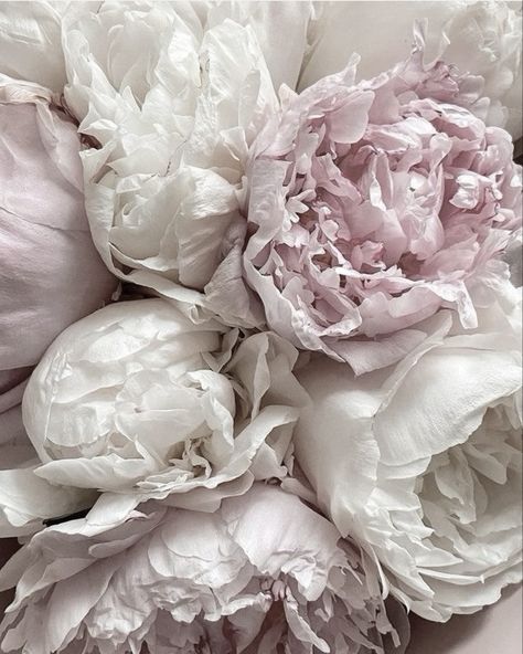 Pretty In Pink Aesthetic, Peonies Aesthetic, Peony Aesthetic, Wedding Flowers Peonies, Peony Wedding, Pink Aura, Nothing But Flowers, Flower Therapy, Everything Pink