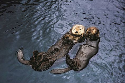 Sea otters know how important it is to have a friend to float with - July 10, 2018 Sleeping Otters, Otters Holding Hands, Vancouver Aquarium, Sea Otters, Cute Reptiles, Aquatic Animals, Sea Otter, Sea Lion, Aquariums