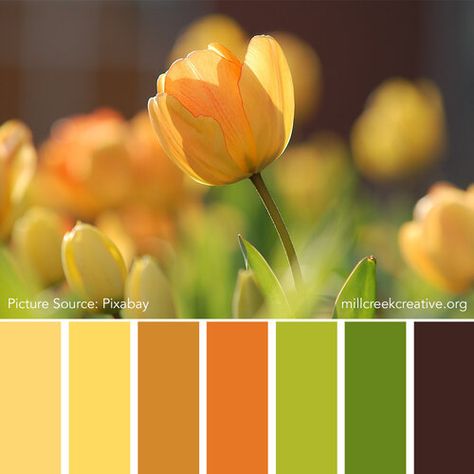 Colourful Combinations, Tulip Colors, Color Palette Challenge, Spring Color Palette, Color Schemes Colour Palettes, Green Colour Palette, Design Seeds, Spring Color, Color Harmony