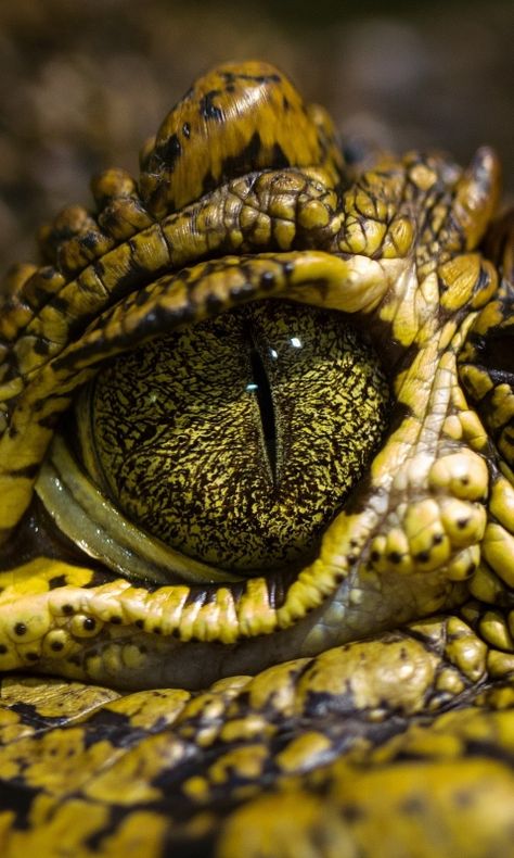 Crocodile Eyes, Reptile Eye, Lizard Eye, Regard Animal, Regnul Animal, Eye Close Up, Monster Eyes, Eyes Wallpaper, Animated Animals