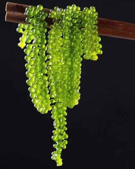 I thought I replicated dew water on plants with this necklace until someone said it looks exactly like sea grapes. Seaweed Grapes, Sea Snacks, Sea Grapes, Fruity Design, Digital Sculpture, Cheat Day, Portfolio Inspiration, April 22, Taste Testing