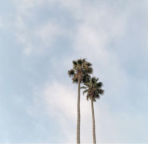 Minimalistic Beach Aesthetic, Beach Minimalist Aesthetic, Minimal Summer Aesthetic, Beach Aesthetic Moodboard, Summer Filler Pics, Widgetsmith Ideas Summer, Palm Tree Widget, White Summer Aesthetic, Minimalist Pics