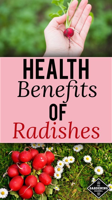 Both the radish bulb and greens are packed with health benefits.  Learn more about why you should grow radishes in your garden. Radish Health Benefits, Radish Benefits, Benefits Of Radishes, Radishes Benefits, Grow Radishes, Health Benefits Of Radishes, Radish Greens, Radish Recipes, Food Health Benefits