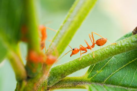 Fire Ant Bites Relief, Ant Bites Relief, Wasp Sting Remedy, Home Remedies For Ants, Fire Ant Bites, Ant Bites, Ant Repellent, Bite Relief, Ant Species