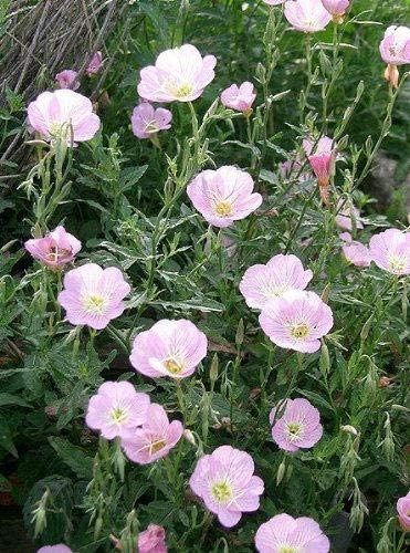 1000 Showy Pink Evening Primrose (Pink Ladies/Mexican Evening) Oenothera Speciosa Flower (ASF) Seeds Oenothera Speciosa, Pink Evening Primrose, Evening Primrose Flower, Primrose Plant, Yellow Plants, Plant Spacing, Plant List, Evening Primrose, Heirloom Seeds