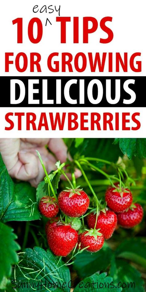 Strawberry Plants Ideas, Strawberries Growing, Gemüseanbau In Kübeln, Strawberries In Containers, Taman Air, Gardening Aesthetic, Big Juicy, Strawberry Garden, Growing Strawberries