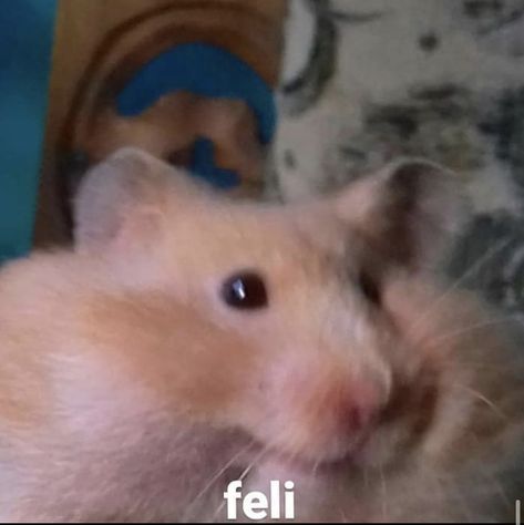 Memes Roblox, Funny Hamsters, Pets 3, Spanish Memes, Roblox Memes, Funny Reaction Pictures, Wholesome Memes, Hamsters, Meme Faces