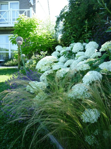 Hydrangea Landscaping, Purple Flowers Garden, Hydrangea Garden, Cottage Garden Plants, Front Landscaping, Planting Hydrangeas, Rock Garden Landscaping, Favorite Flower, Garden Landscape Design