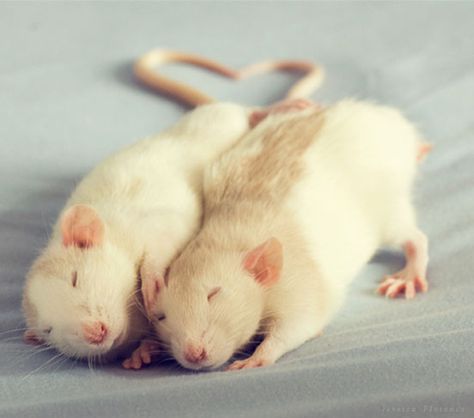 Two rats cuddling Dumbo Rat, Fancy Rat, Cute Rats, A Rat, Mouse Rat, Pet Rats, Cute Mouse, Hamsters, Rodents