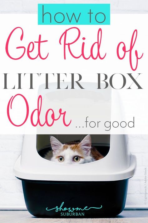 Cat Litter Smell, Cat Liter, Litter Box Smell, Diy Litter Box, Cat Pee Smell, Best Litter Box, Cat Urine Smells, Self Cleaning Litter Box, Cleaning Litter Box