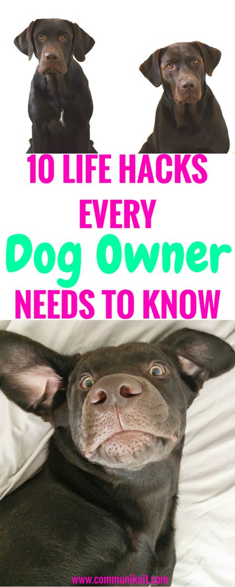 10 Life Hacks For Dog Owners - Tips For Pets - Puppy Tips - Life Hacks For Dogs - Puppy Tips - Dog Care - Communikait by Kait Hanson - Chocolate Labrador