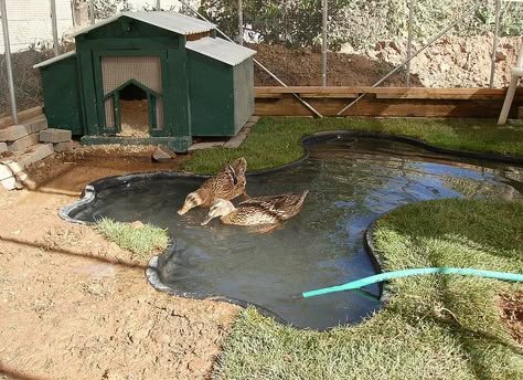 Like this duck enclosure idea...  pond with grass/bank areas plus house.  Definitely do-able! Duck Enclosure, Duck Pens, Backyard Ducks, Duck Coop, Duck Farming, Raising Ducks, Duck House, Duck Pond, Mini Farm