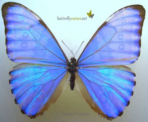 Morpho Aurora Butterfly, Morpho Azul, Morpho Butterfly, Blue Morpho, Butterfly Drawing, Bugs And Insects, Butterfly Wallpaper, Naive Art, Beautiful Butterflies