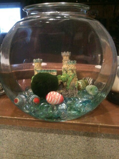 DIY marino moss ball Marimo Aquarium, Moss Ball Aquarium, Marimo Moss Ball, Marimo Moss, Dream Pet, Moss Ball, Moss Balls, Cool Items, Future House