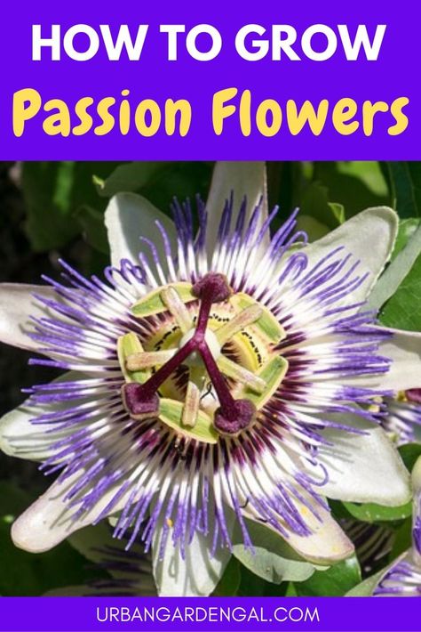 Red Passion Flower Vine, Passion Vine How To Grow, Passion Plant Flower Vines, Growing Passion Flower, Passion Flower Benefits, Passion Flower Plant, Passion Flower Vine, Purple Passion Plant, Purple Passion Flower