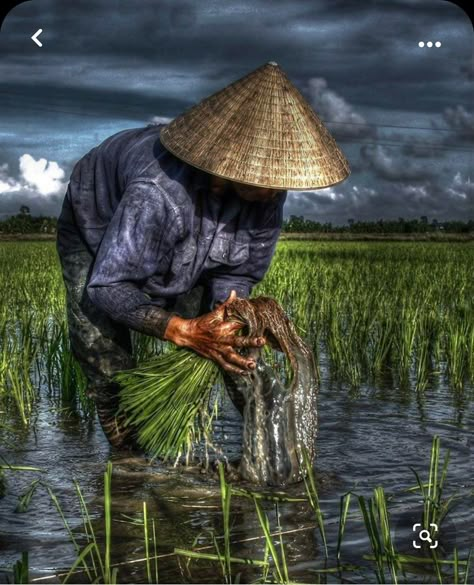 Agriculture Pictures, Rice Field, Village Photography, Art Gallery Wallpaper, Nature Drawing, We Are The World, World Photography, Arte Fantasy, Watercolor Landscape