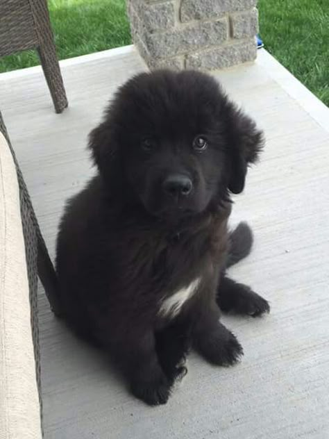 Newfoundland Dog Puppy, Newfoundland Puppy, Newfoundland Puppies, Newfoundland Dogs, Tiny Puppies, Newfoundland Dog, Baby Dogs, Newfoundland, Beautiful Dogs