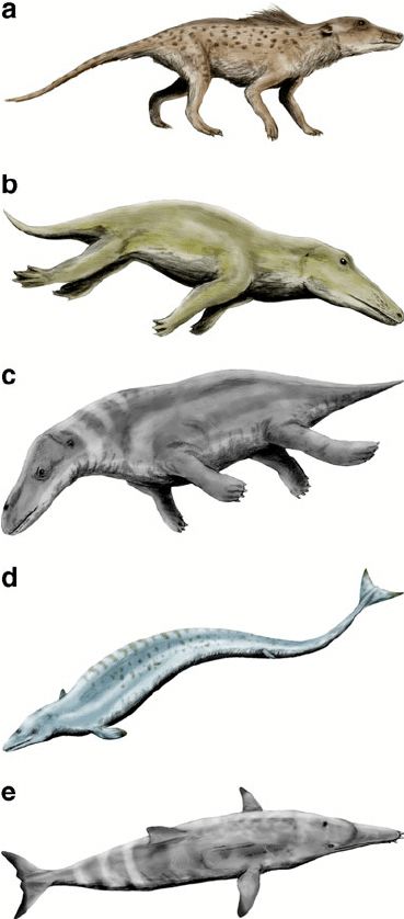 Process Of Evolution, Vertebral Column, Evolutionary Biology, Beneath The Sea, Inner Ear, The Whale, Primates, The Professional, Case Study