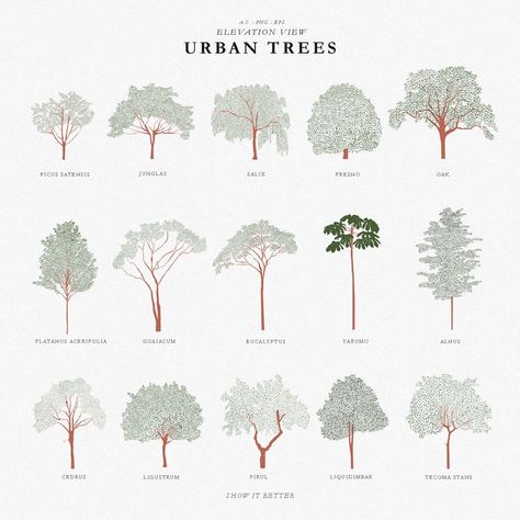 Trees Architecture Photoshop, Tree Elevation Photoshop, Tree Brush Photoshop, Architectural Trees Plan And Elevation, Architectural Trees Drawing, Tree Illustration Architecture, Tree Elevation Architecture, Tree Photoshop Architecture, Entourage Trees