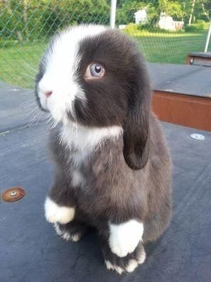 Bunny Blue, Holland Lop, Pet Bunny, 웃긴 사진, Funny Bunnies, Baby Bunnies, Hamsters, Cute Creatures