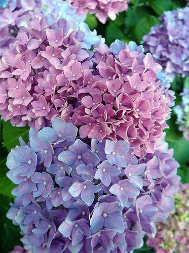 Purple Hydrangeas, Bongkar Pasang, Dried Hydrangeas, Air Panas, Hydrangea Macrophylla, Bridal Table, Baby Breath, Hydrangea Purple, Muted Green