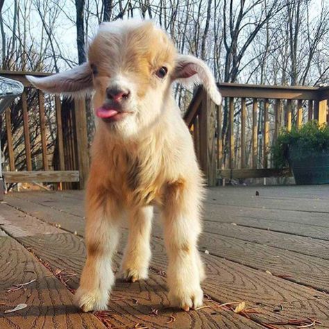 Cute Animal With It's Tongue Sticking Out Baby Farm Animals, Baby Goat, Cute Goats, Baby Goats, Baby Animals Funny, Fluffy Animals, Sweet Animals, Cute Little Animals, 귀여운 동물