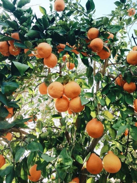 Marsha Harris Scott: The Oranges - What's MORE Summer ???? Como Plantar Pitaya, Pretty Nature Pictures, Orange Aesthetic, Tree Photography, Orange Tree, Fruit Garden, Garden Trees, Nature Aesthetic, Fruit Trees