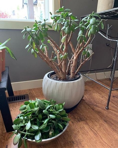 How to Prune a Jade Plant Like an Expert | Jade Plant Pruning Tips Jade Tree Plant, How To Prune A Jade Plant, Large Jade Plant, Prune Jade Plant, Jade Plant Propagation, Jade Plant Pruning, Indoor Cactus Plants, Jade Plant Care, Jade Tree