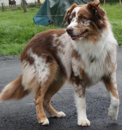 Australian Shepherd Training, Red Merle Australian Shepherd, Merle Australian Shepherd, Australian Shepherd Blue Merle, American Shepherd, Aussie Shepherd, Aussie Puppies, Australian Shepherd Puppies, Aussie Dogs