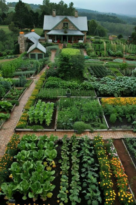 Vegetable Garden Design Layout, Vegetable Garden Layouts, Animal Expressions, Beginners Gardening, Vege Garden, Dream Backyard Garden, Vegetable Garden Ideas, Garden Layouts, Homestead Life