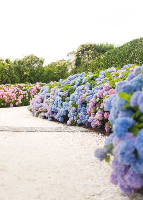 hydrangea driveway on nantucket Hydrangea Driveway, Nantucket Aesthetic, Hydrangea Season, Hydrangeas Flowers, Nantucket Massachusetts, Design Darling, Lush Landscaping, Sea Flowers, Shingle Exterior