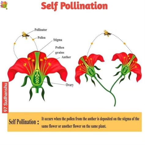 #flower #pollination Self Pollination And Cross Pollination, Self Pollination, Cross Pollination, Planting Flowers, I Hope, Plants, Flowers, Quick Saves