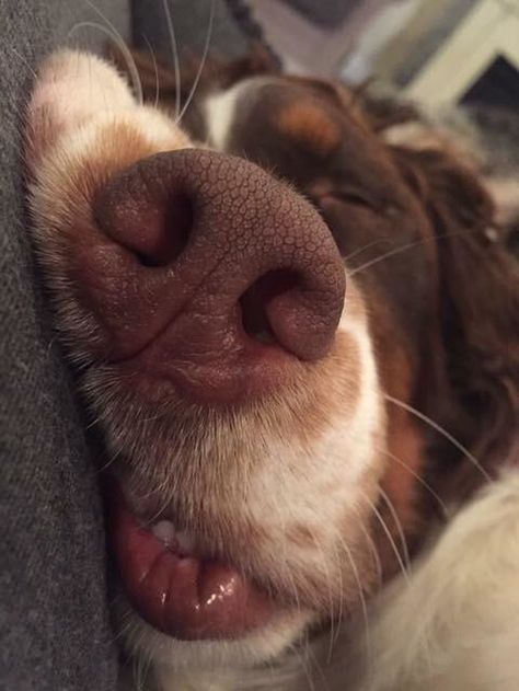 Dog Nose, Love My Dog, Airedale Terrier, Silly Dogs, Silly Animals, Cute Animal Photos, Cute Creatures, Funny Animal Pictures, Cute Little Animals