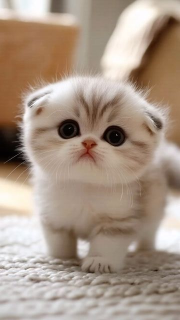 Cute Kittys, Cute Fluffy Kittens, Nice Animals, Cutest Kittens Ever, Tiny Kittens, Munchkin Kitten, Angora Cats, Cut Cat, Cats Photos