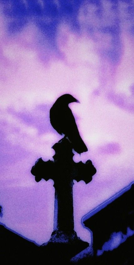 Purple wallpaper crow goth aesthetic filter Halloween Crow Wallpaper, Crow Aesthetic Purple, The Crow Aesthetic Wallpaper, Raven Wallpaper Aesthetic, Black And Purple Aesthetic Dark, Purple Black Aesthetic Wallpaper, The Crow Wallpaper Iphone, Crow Aesthetic Wallpaper, Crow Aesthetic Dark