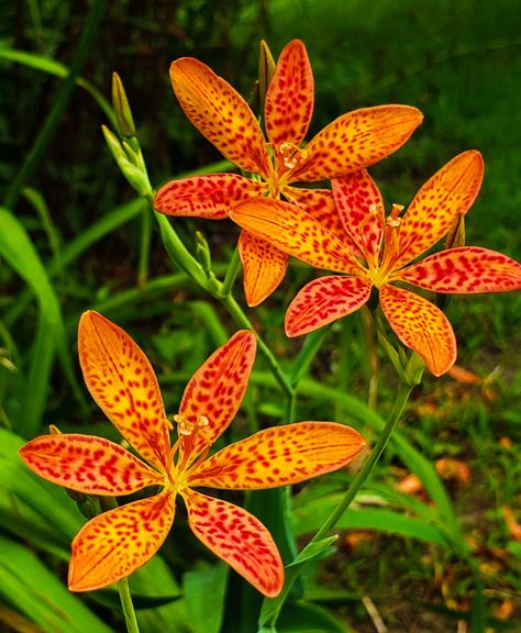 Blackberry Lilies, Blackberry Lily Plants, Field Of Spider Lilies, Black Lilies Aesthetic, Black Wizard Lily, Spider Lillie’s, Blackberry Lily, Cosmos Flowers, Lily Plants