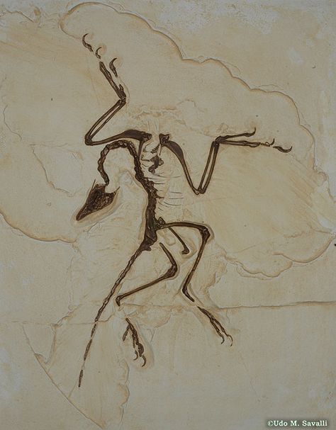 Archaeopteryx - I would love to get this as a tattoo! Cool Fossils, Small Fossil Tattoo, Dino Fossil Tattoo, Archeopteryks Tattoo, Neolithic Tattoo, Anomalocaris Tattoo, Paleontology Tattoo, Dinosaur Bones Tattoo, Archaeopteryx Tattoo