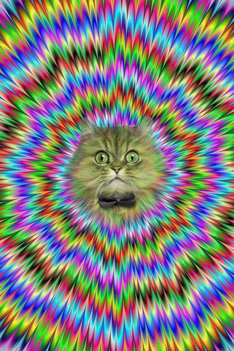 Crazy cat wallpaper, optical illusion, or proof that cats are psychotronic gods? Trippy Cat, Space Ghost, Psy Art, Image Chat, Wow Art, Space Cat, Cat Wallpaper, Grumpy Cat, Op Art