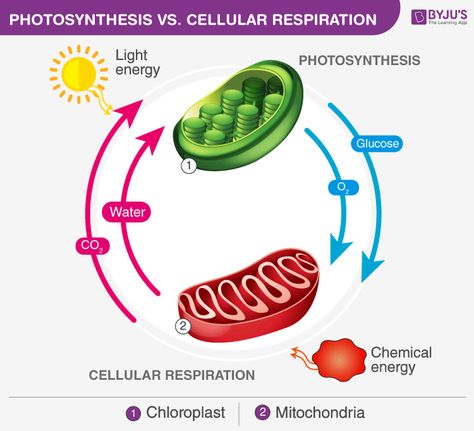 Cellular Respiration And Photosynthesis, Photosynthesis Projects, Photosynthesis And Cellular Respiration, Chemical Energy, Cellular Respiration, Science Stickers, Biology Lessons, Energy Transfer, Biology Notes