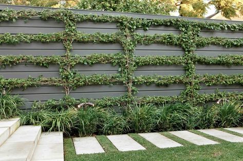 Espalier bougainvillea sp. on wall underplanted with Liriope 'Evergreen Giant'. Travertine steppers in lawn. Woollahra, NSW Australia. Anthony Wyer + Associates www.anthonywyer.com: Espalier Bougainvillea, Privacy Screen Ideas, Garden Screens, Garden Privacy Screen, Privacy Ideas, Front Fence, Garden Canopy, Garden Privacy, Backyard Fence