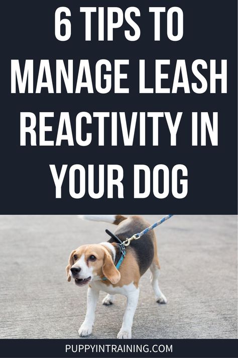 Reactive Dog Training Tips, Lacrosse Training, Dog Tricks Easy, Dog Bad, German Shepherd Puppies Training, Dog Barrier, Puppy Stages, Impulse Control, Reactive Dog