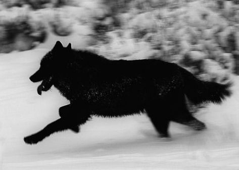 Black Wolf In Snow, Animagus Aesthetic, Black Wolf Dog, Black Wolf Art, Ryo Kurokiba, Wolf Black, Werewolf Aesthetic, Snow Wolf, She Wolf