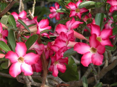 The Kalachuchi flower - San Juan, Batangas in the Philippines (2005) - Photo taken by BradJill Kalachuchi Flower, Philippine Flowers, Philippines Landscape, Hanging Flowering Plants, Plants For Hanging Baskets, Tropical Gardens, Scientific Name, Flowering Plants, Plant Cuttings