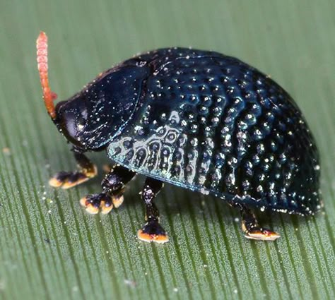 Hemisphaerota cyanea - Palmetto Tortoise Beetle - Hemisphaerota cyanea Tortoise Beetle, Weird Insects, Insect Taxidermy, Baby Bug, Bug Collection, Cool Bugs, Little Animals, Beautiful Bugs, Creepy Crawlies