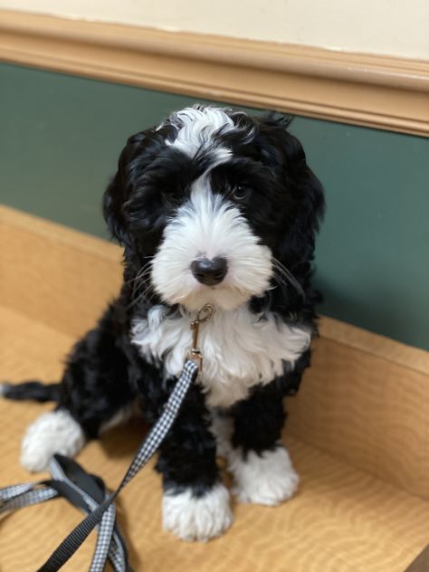 Black and White Australian Labradoodle Black And White Aussiedoodle, Labradoodle Black And White, Black And White Doodle Dog, Black And White Labradoodle, Black And White Bernedoodle, Goldendoodle Black And White, Black And White Cavapoo, Black And White Goldendoodle, Labradoodle Retriever