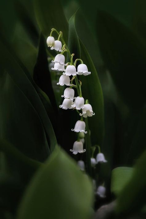 Lily Of The Valley Seek First The Kingdom, Desain Quilling, Lily Of The Valley Flowers, Kingdom Of God, Fairy Aesthetic, Matthew 6, The Kingdom Of God, Flower Beauty, Types Of Flowers