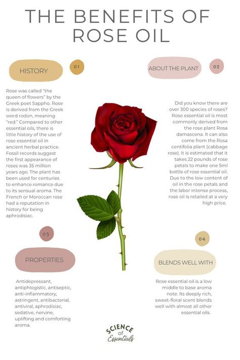 Rose Oil Uses, Prime Rose Oil Benefits, How To Make Rose Oil At Home, Benefits Of Rose Essential Oil, Rose Herb Benefits, How To Make Rose Hip Oil, Rose Essential Oil Uses, Rose Tincture Benefits, Diy Rose Oil How To Make