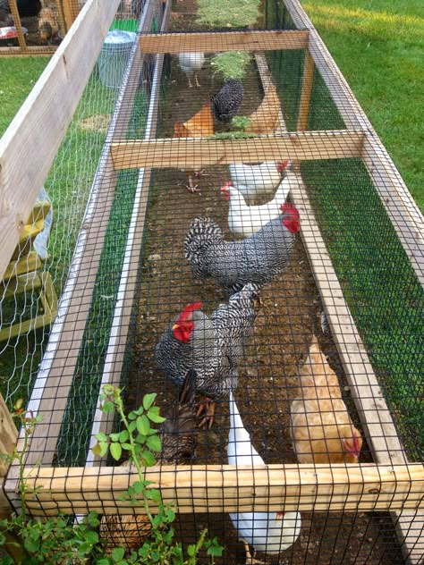 Reban Ayam, Chicken Tunnels, Urban Chicken Farming, Portable Chicken Coop, Urban Chickens, Chicken Run, Chicken Garden, Small Chicken, Easy Backyard